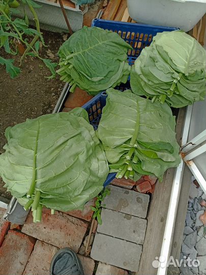 Табак цветок