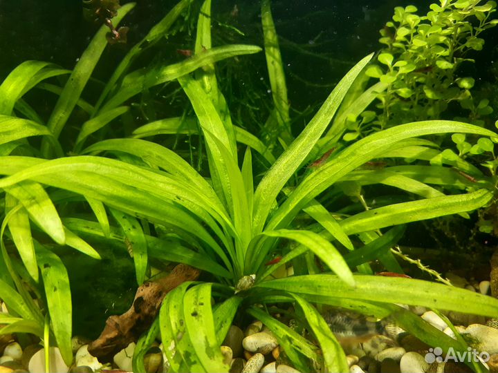 Аквариумные рыбки и растения