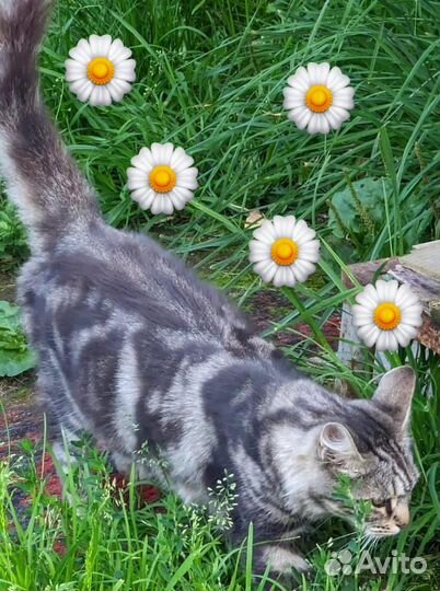 Кошка эльза,1год, стерилиз., голуб. мрамор. окраса