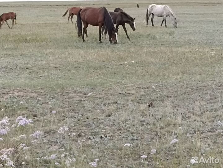 Продажа кобыл (жеребые) с жеребятами