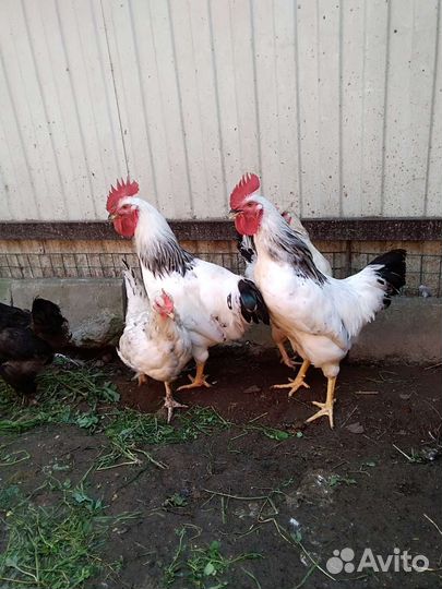Петухи на племя Адлер и Ч/М Маран