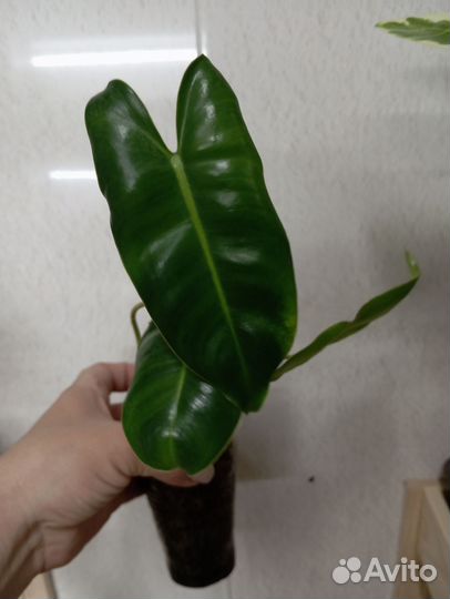 Филодендрон