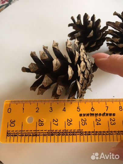 Шишки сосновые продать