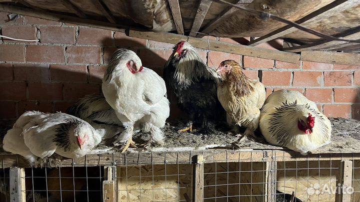 Инкубационное яйцо брама