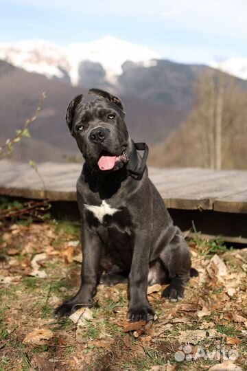 Кинолог зоопсихолог онлайн/выезд