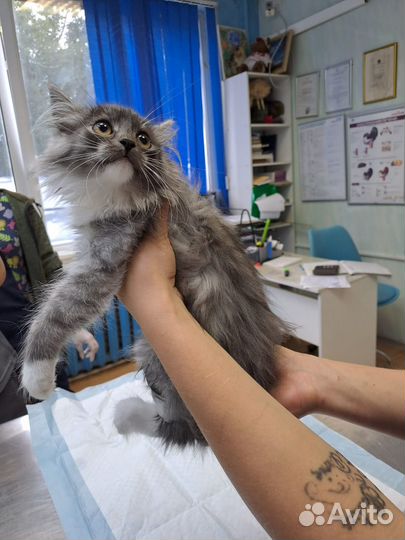 Сибирская кошка