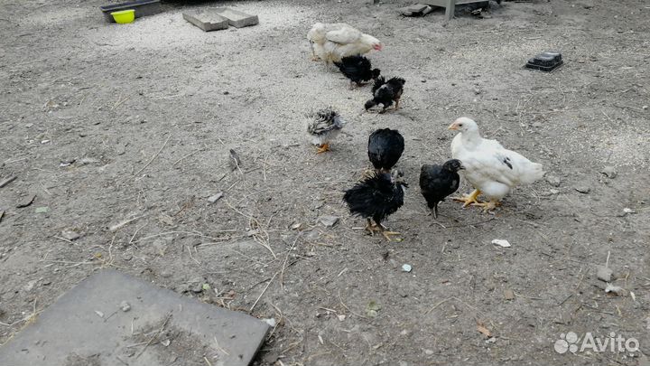 Цыплята несушки подрощенные