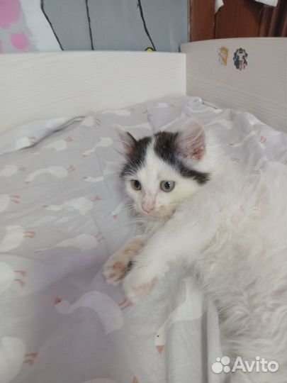 Отдам котёнка мальчика
