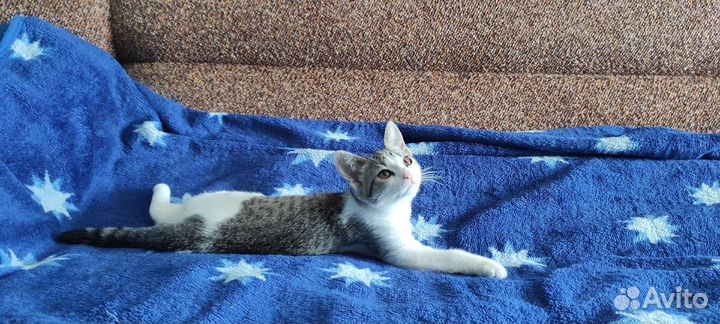 Котенок
