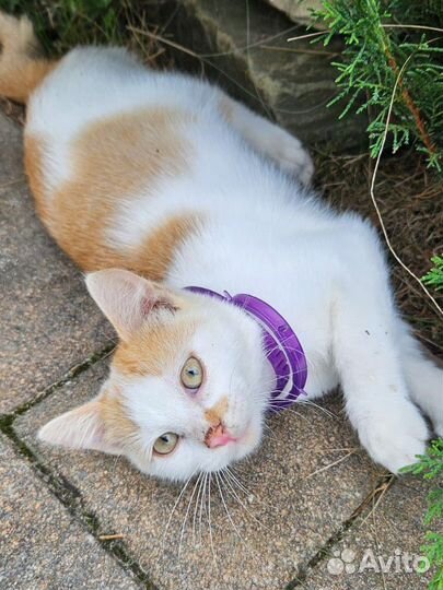 Котенок рыжик ищет дом