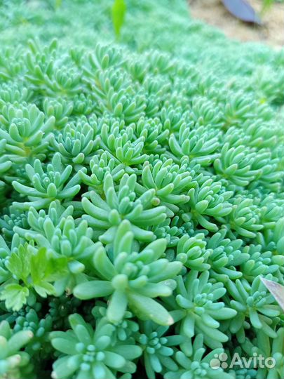 Почвопокровники первоцветы очиток седум молодило