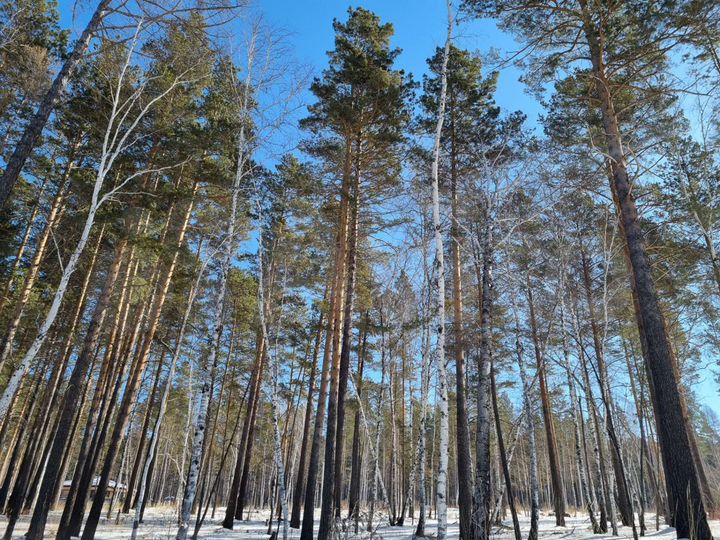 Участок 10 сот. (СНТ, ДНП)