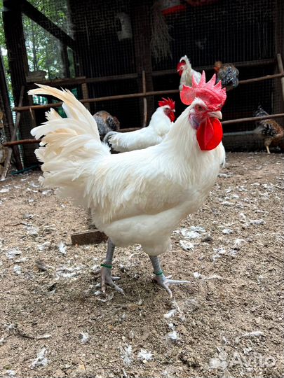 Породные петухи и куры