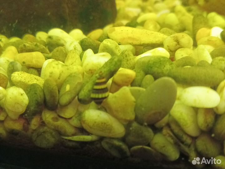 Улитка хелена