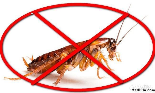 Лучшее средство от тараканов и клопов
