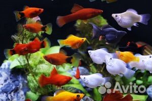 Аквариумная рыбка оптом
