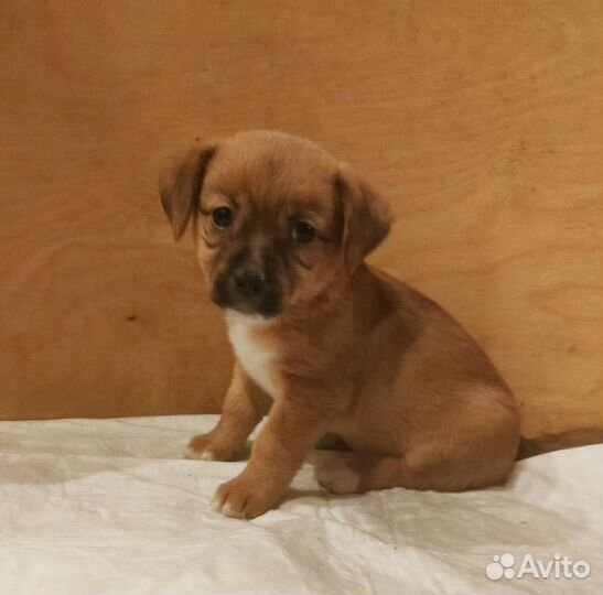 Почти Джек Рассел