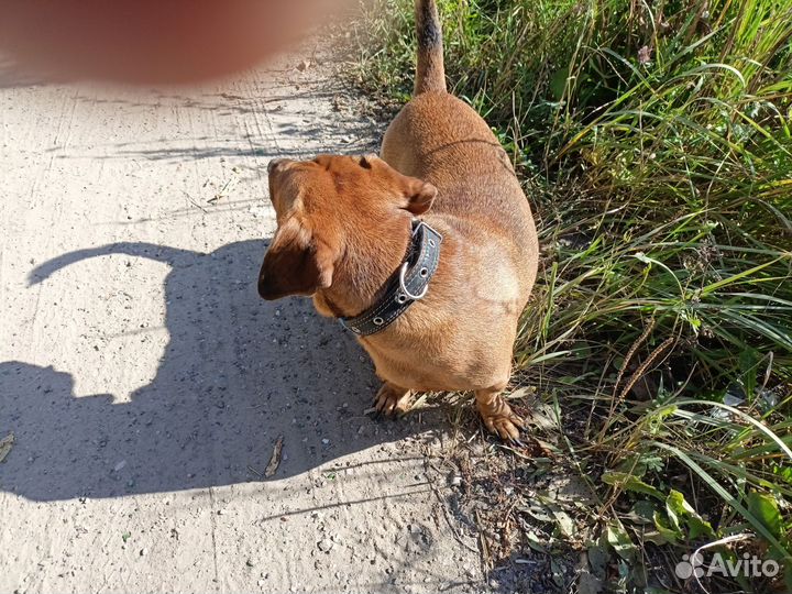 Отдам в добрые руки такса