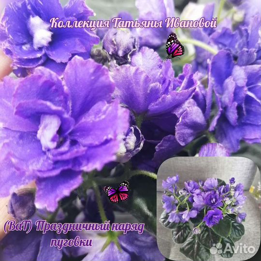 Сортовые фиалки, листочки, детки, стартера