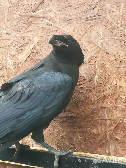 Птенец чёрного ворона