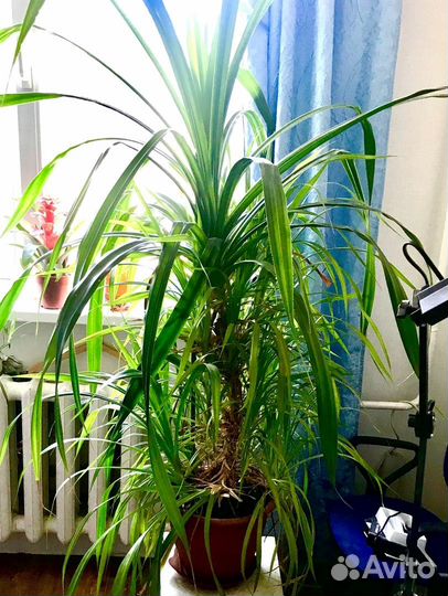 Цветок пальма