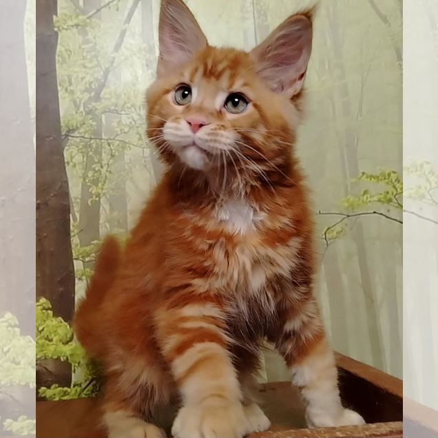 Мейн-кун котёнок