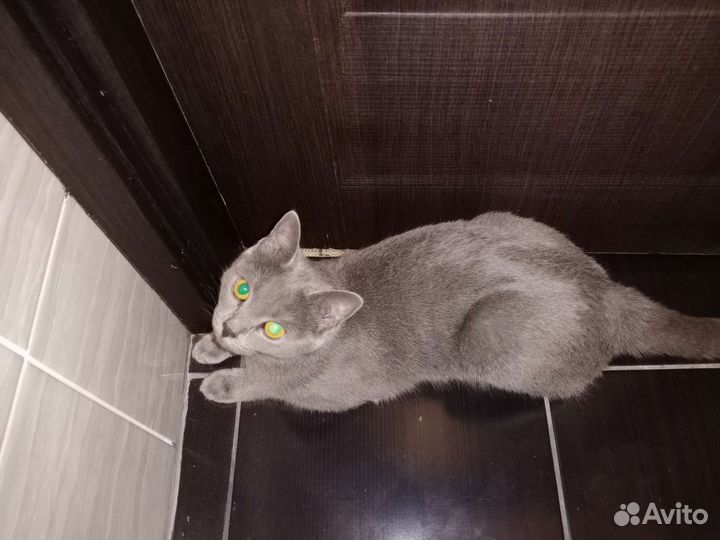 Британская кошка