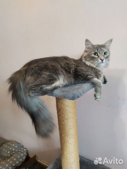 Кошечка-подросток в добрые руки