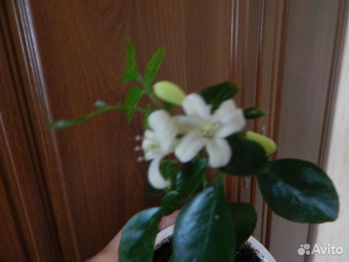 Орхидея дендробиум,мурайя