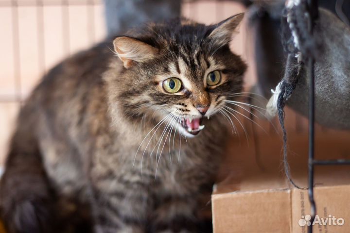 Кошка Соня, 5 лет