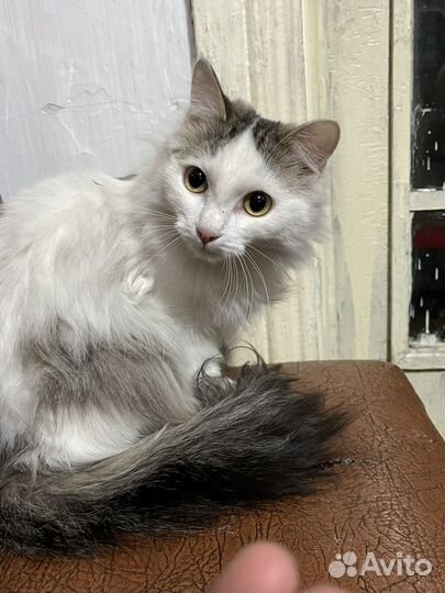 Отдам кота
