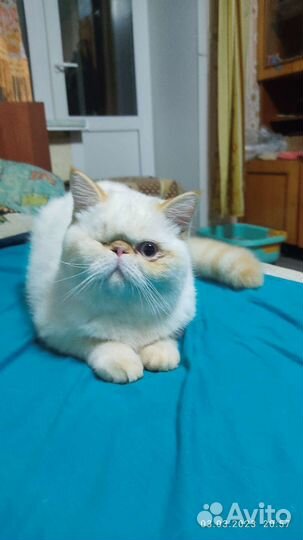 Экзотическая кошка