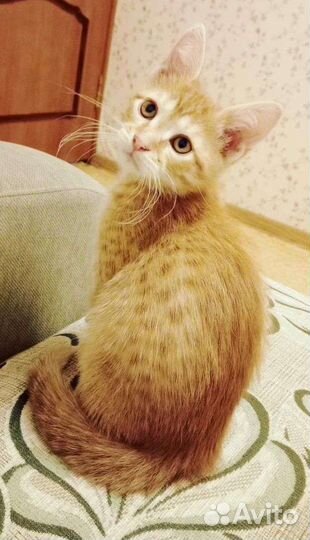 Кошка в дар