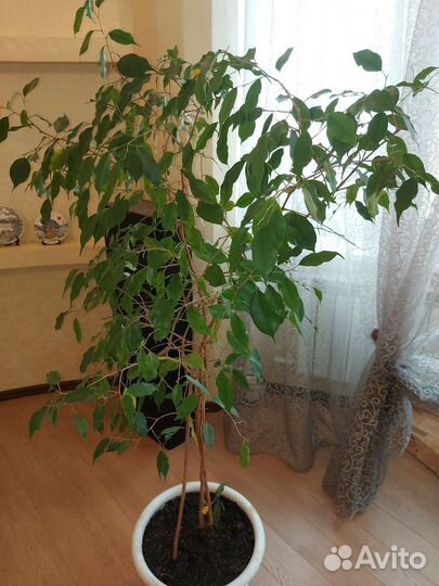 Фикус бенджамина большой