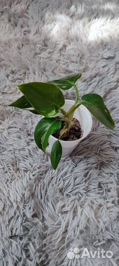 Филодендрон белая принцесса