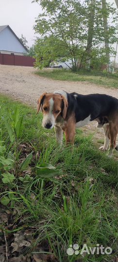 Найдена собака бигль или эстонская гончая