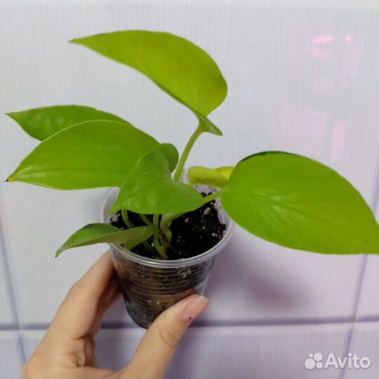 Сциндапсус неон,филодендрон бразил триколор