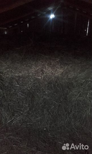 Продам прошлогоднее сено