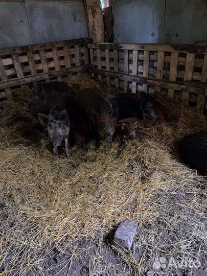 Дикие кабанчики