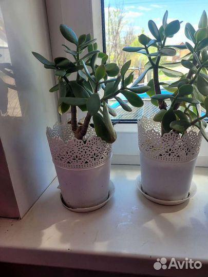 Толстянка(денежное дерево)