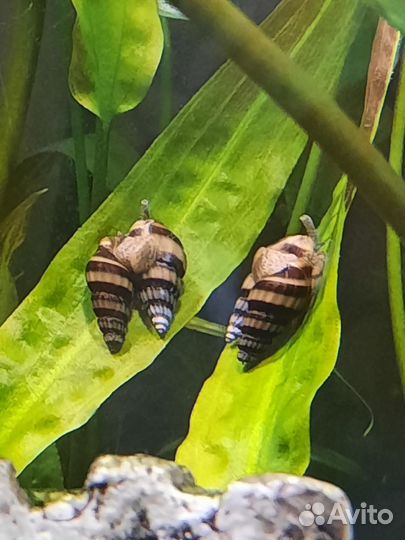 Улитки Хелена