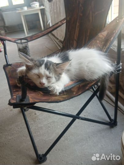 Котята ищут дом