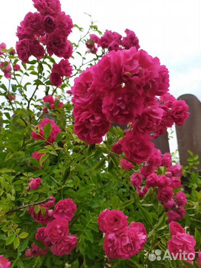 Роза плетистая