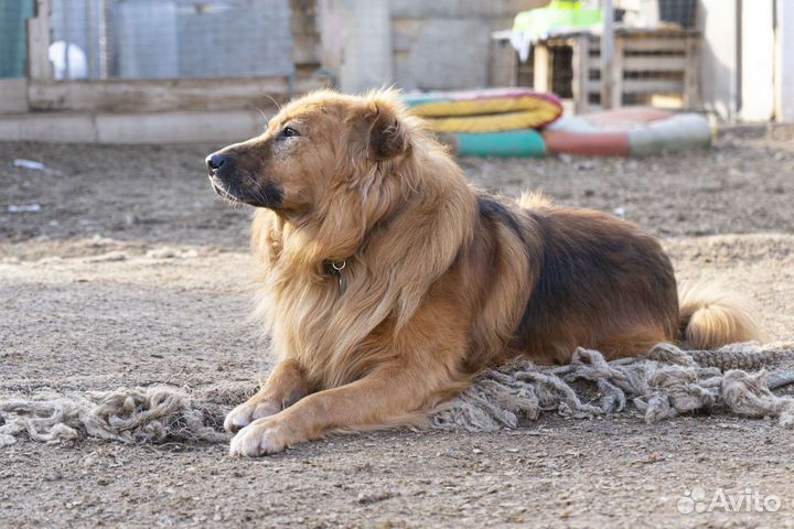 Собака Рыжик пушистик ищет дом и своего человека