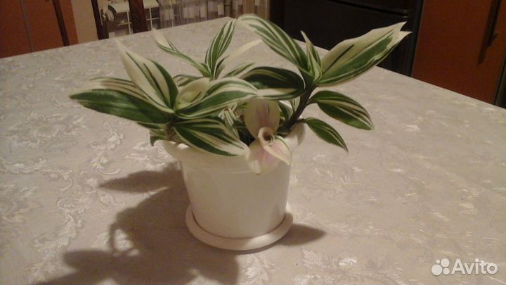 Традесканция