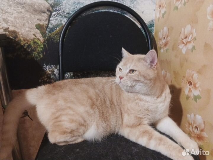 Британский кот