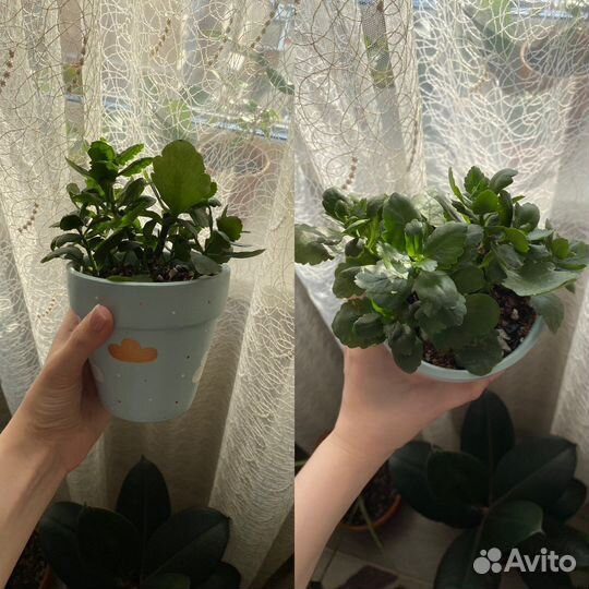 Комнатные цветы