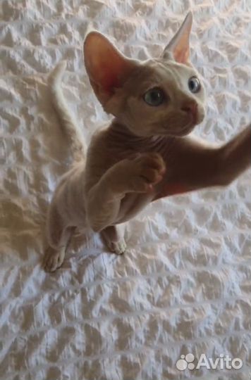 Котенок девон рекс