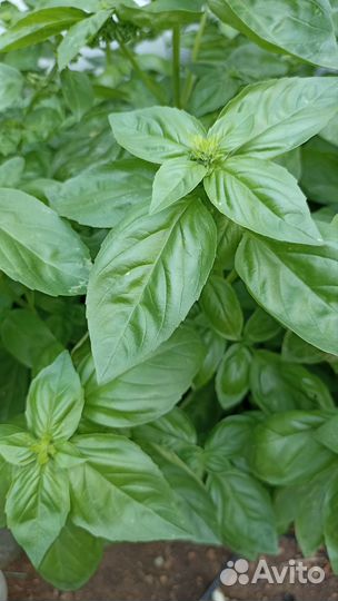 Семена базилика