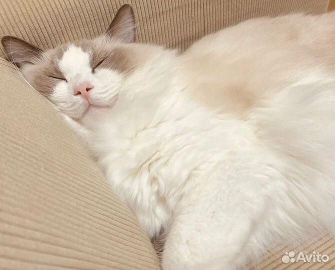 Домашняя передержка кошек и котов/ котоняня